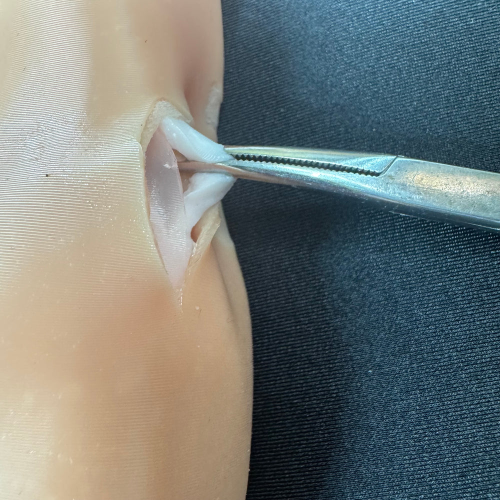 Vasectomy, epididymectomy and castration trainer for Bovine