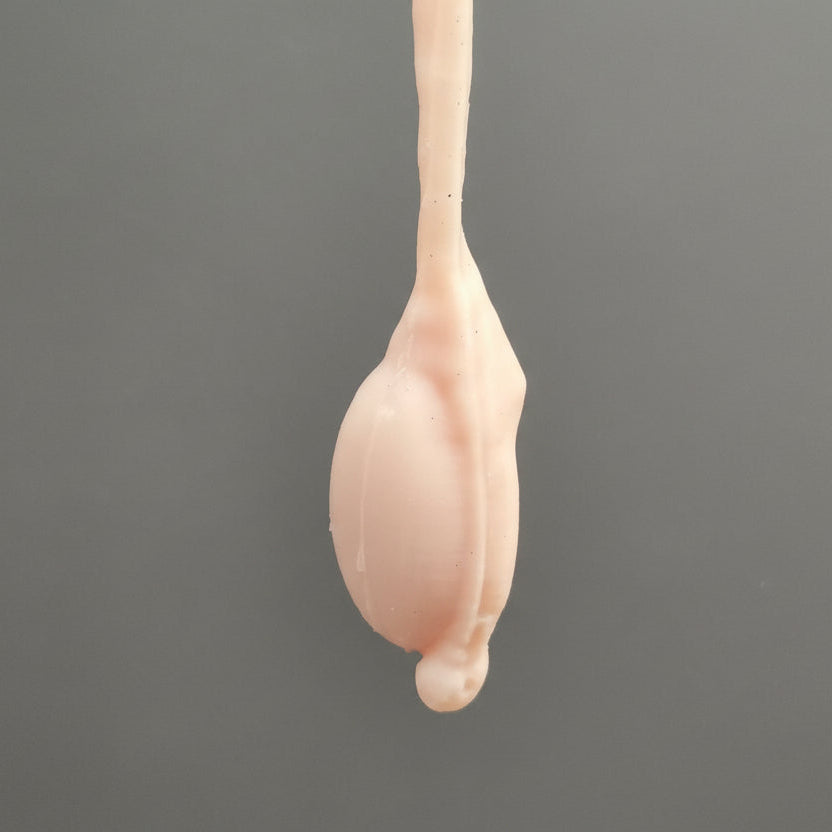 Vasectomy, epididymectomy and castration trainer for Bovine