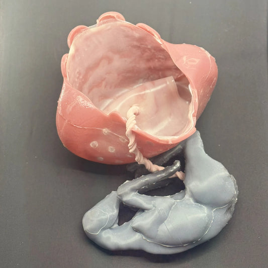 Small Ruminant Cesarean - Uterus with placenta