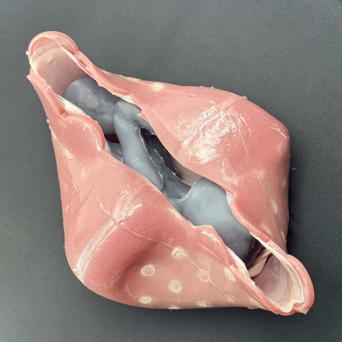 Small Ruminant Cesarean - Uterus with placenta